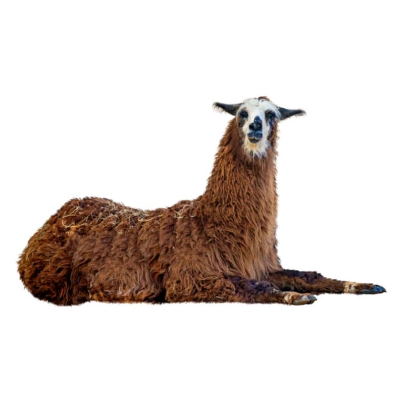 Lama