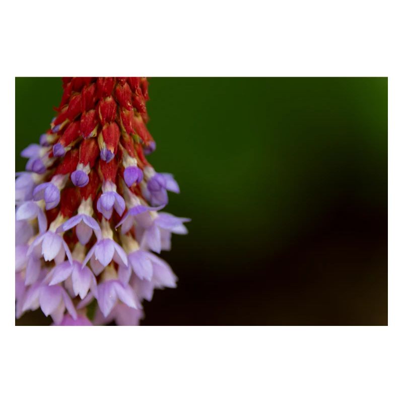 Lavender Blossom Gradient Pattern