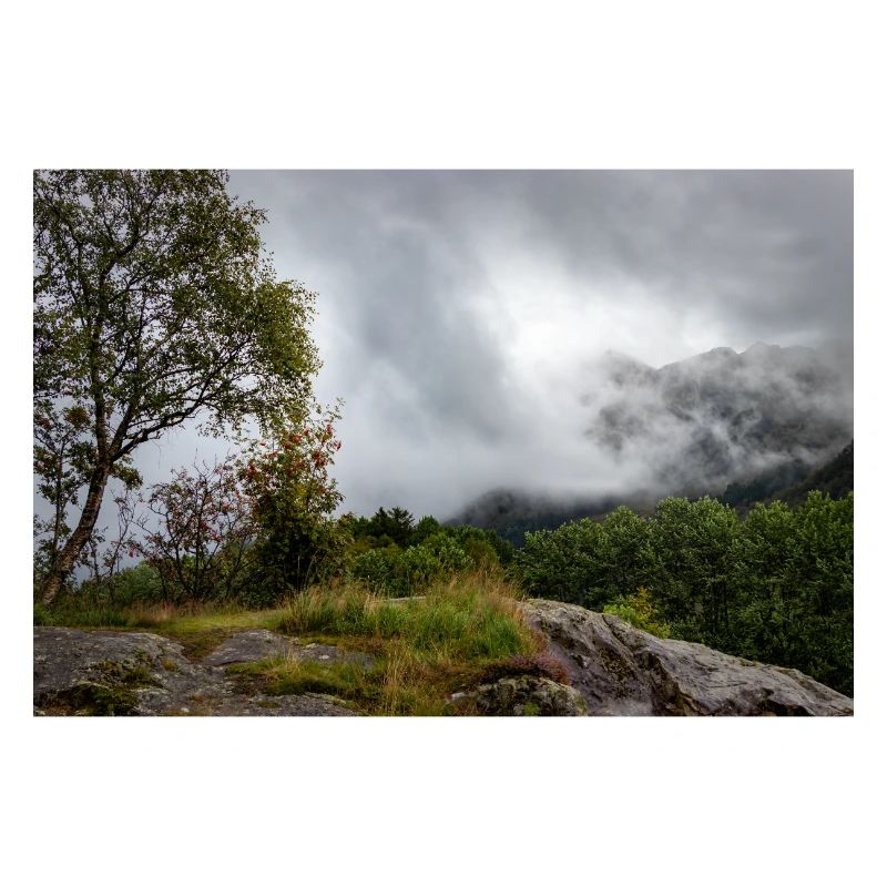 Cloud forest on the rocky plateau