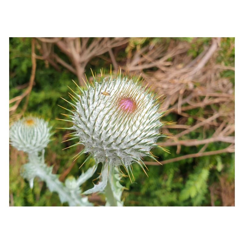 Scotch cotton thistle also woolly thistle