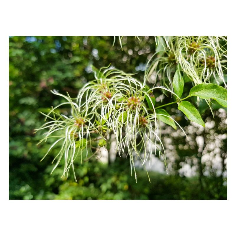Traveller's Joy Clematis vitalba