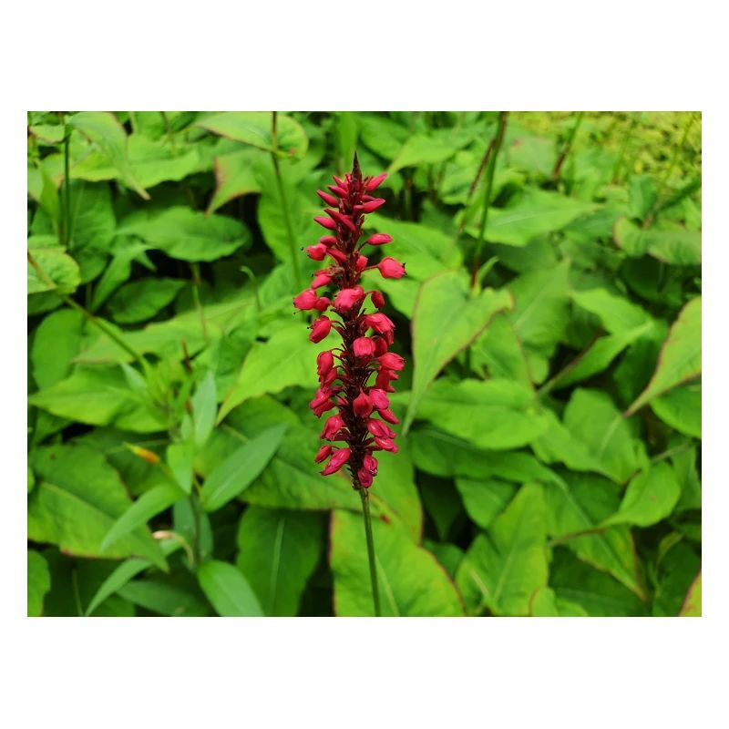 Mountain fleece Persicaria amplexicaulis