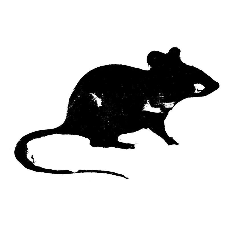 Rat