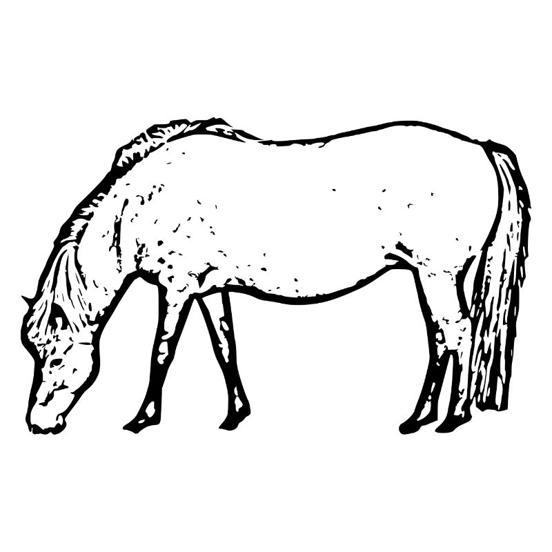 Pferd schwarz
