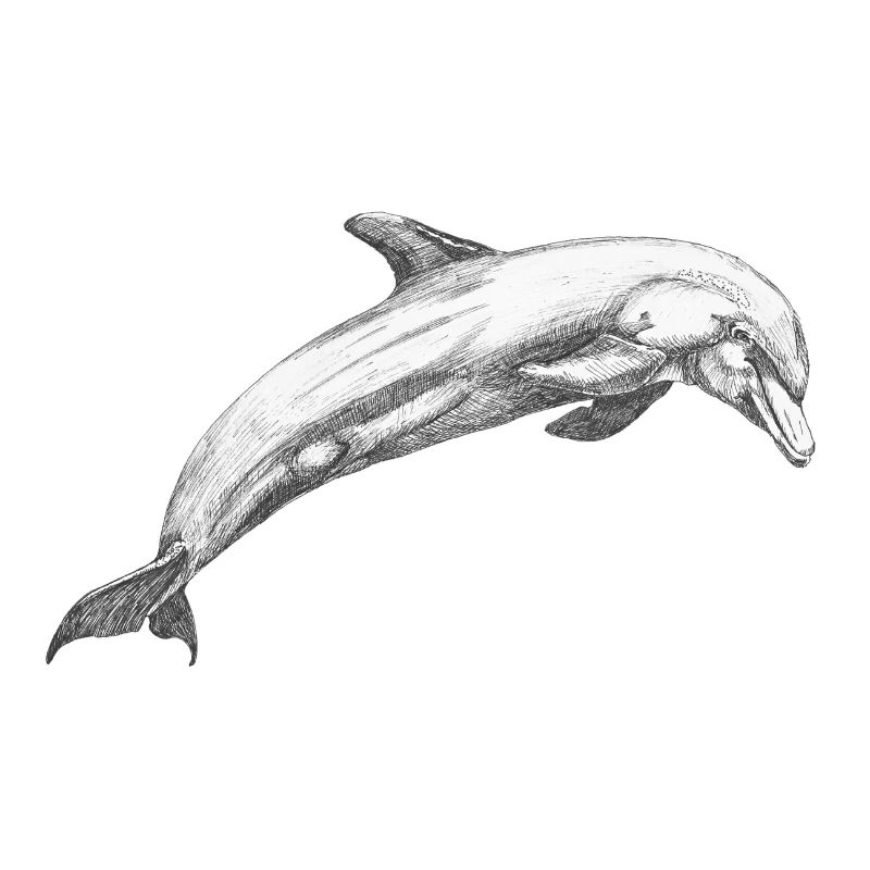 Dauphin de Delfin