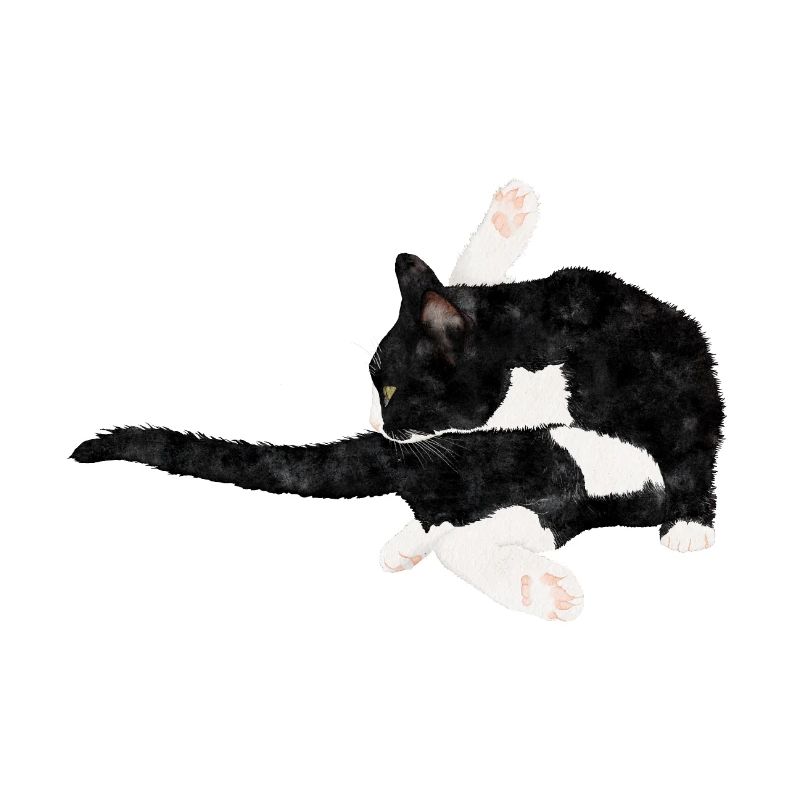 Katze