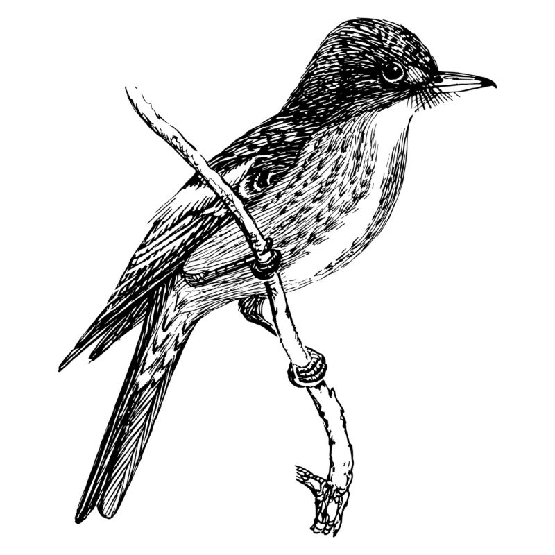 Oiseau