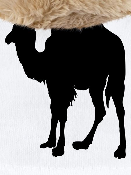 Kamel, Kamel