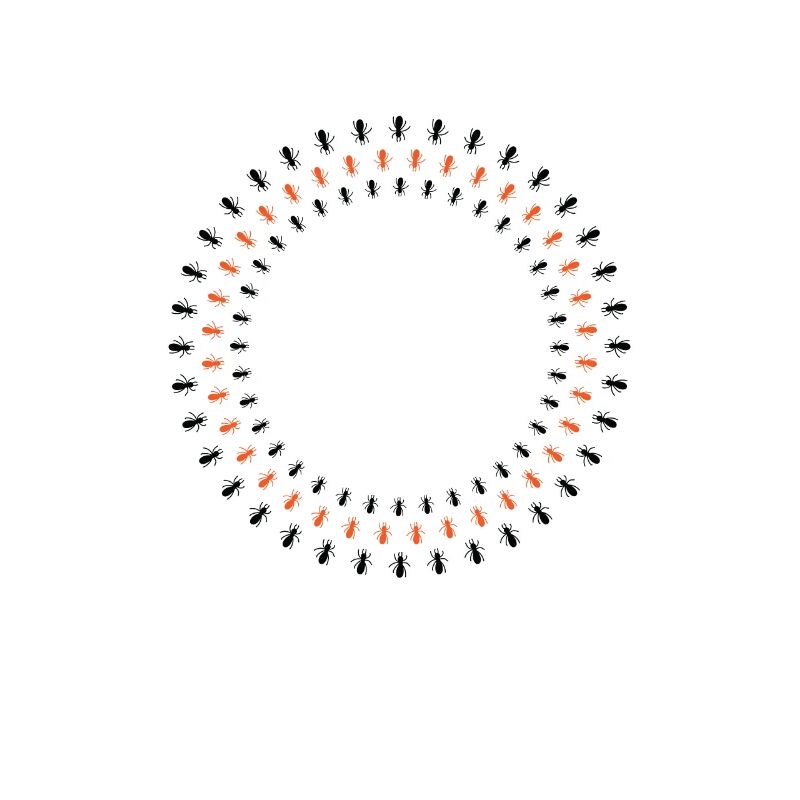 Ants Circle Formation Crawling Insects