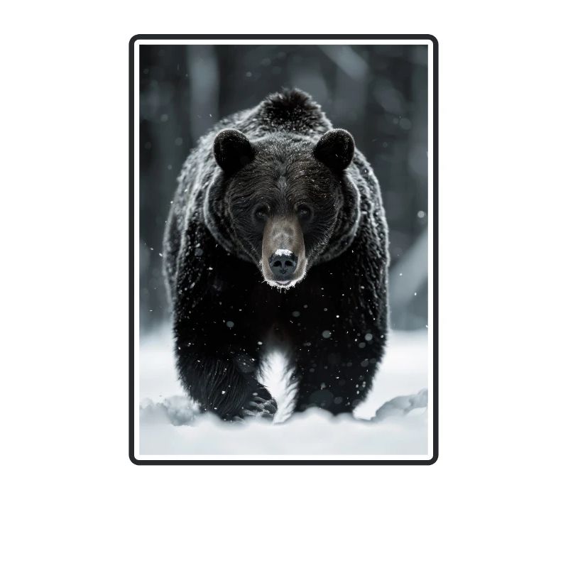 Bear Bären Bär