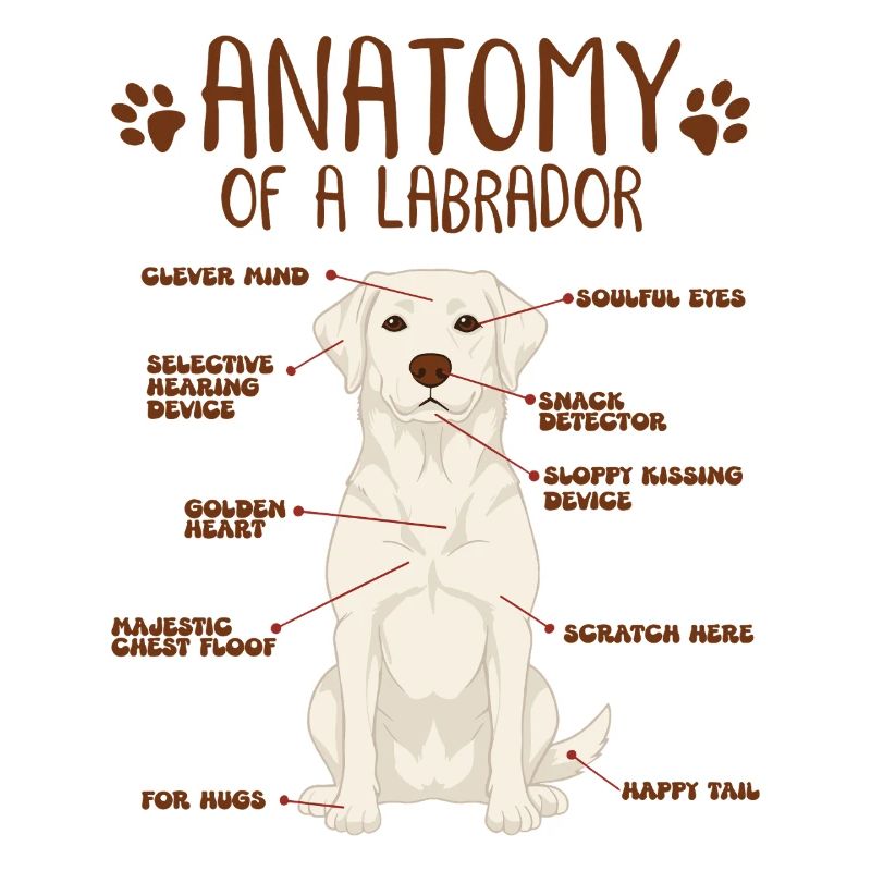 Anatomie d’un labrador blanc