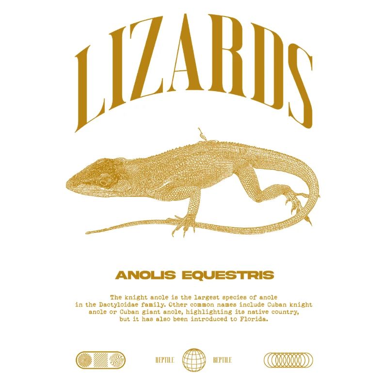 Cuban Knight Anole Reptile Keeper Lizard