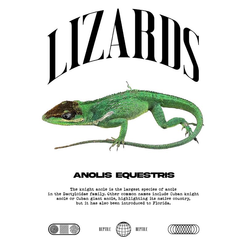 Cuban Knight Anole Reptile Keeper Lizard