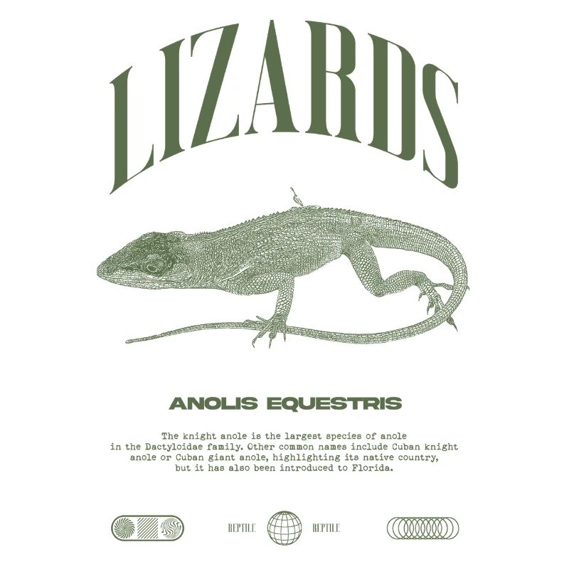 Cuban Knight Anole Reptile Keeper Lizard