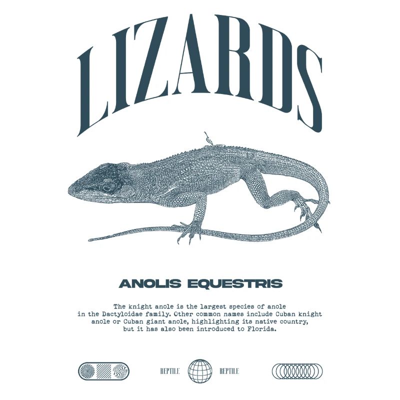 Cuban Knight Anole Reptile Keeper Lizard