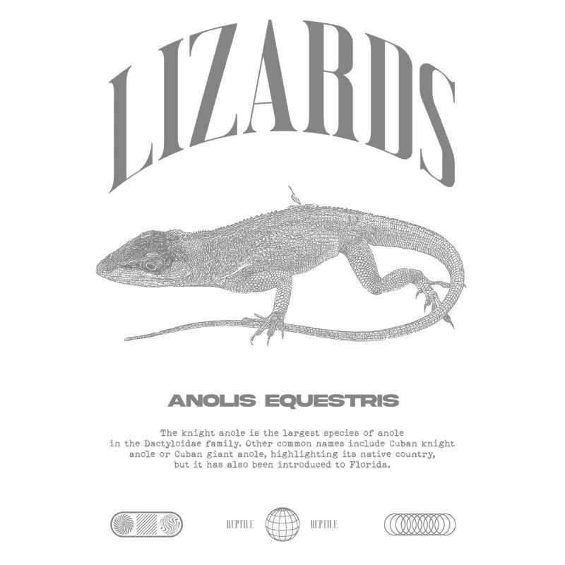 Cuban Knight Anole Reptile Keeper Lizard