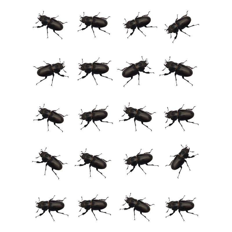 Stag Pattern