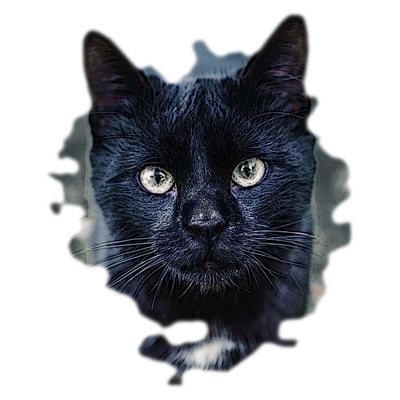 black cat chat noir