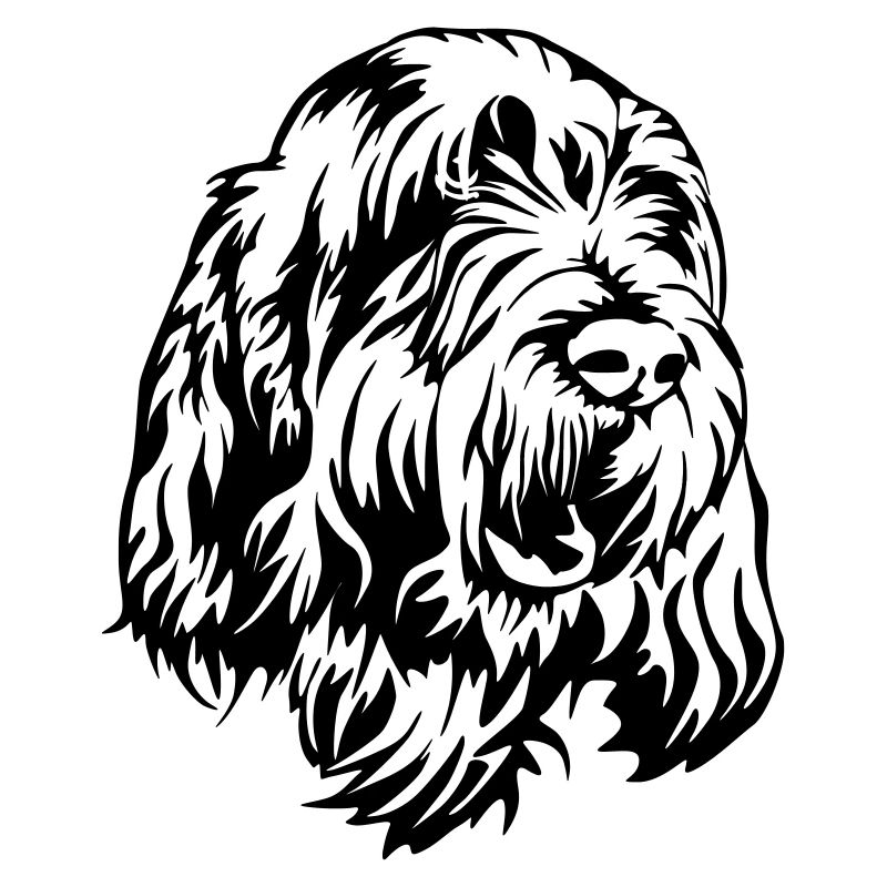 Spinone Italiano Kopf