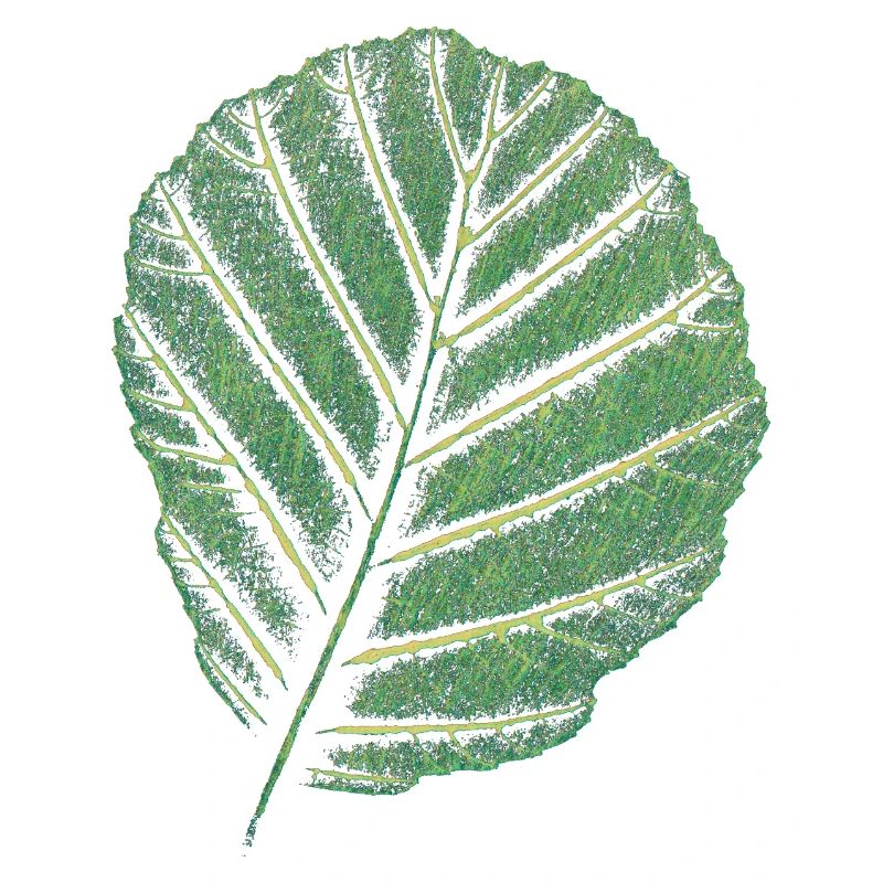 Feuille Erle / Impression d’art originale