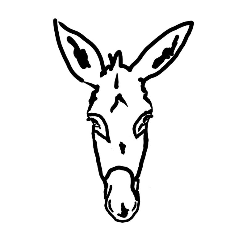 Esel Âne Donkey