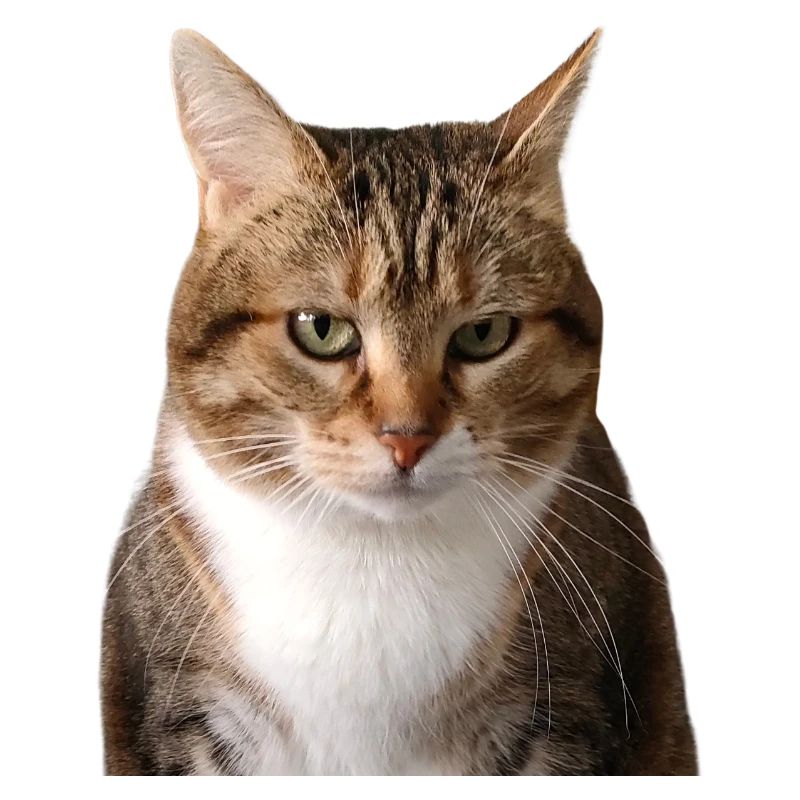Missty portrait