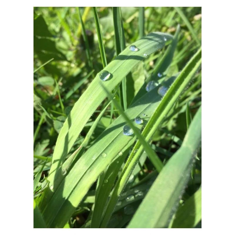 Raindrop