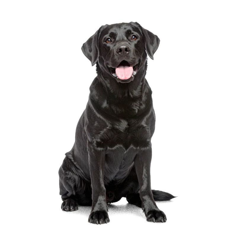 Schwarzer Labrador – Loyal, liebenswert & Charmant