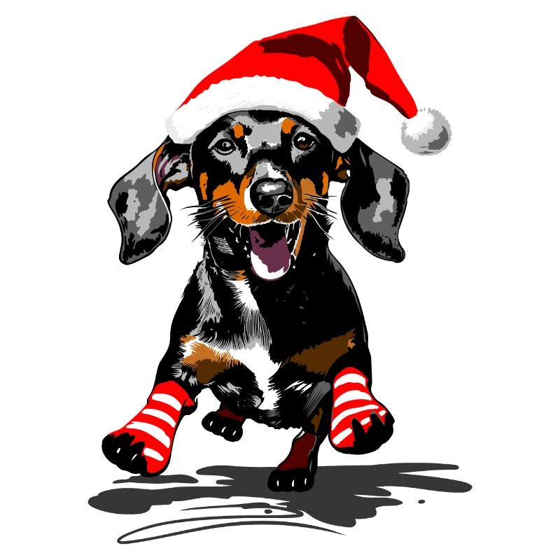 Teckel avec bonnet de Père Noël et chaussettes rayées