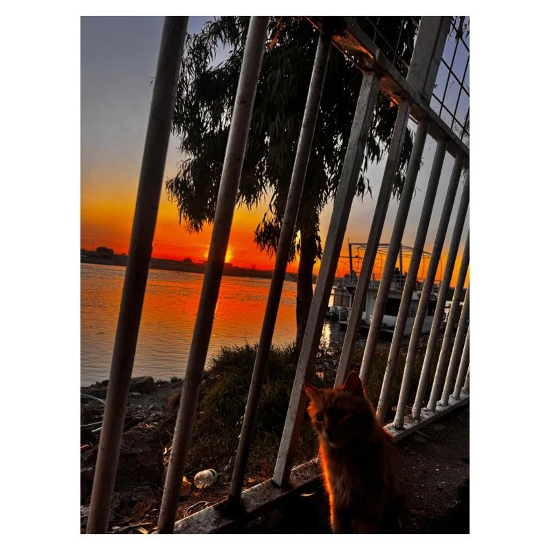 Coucher de soleil au bord de la rivière avec chat