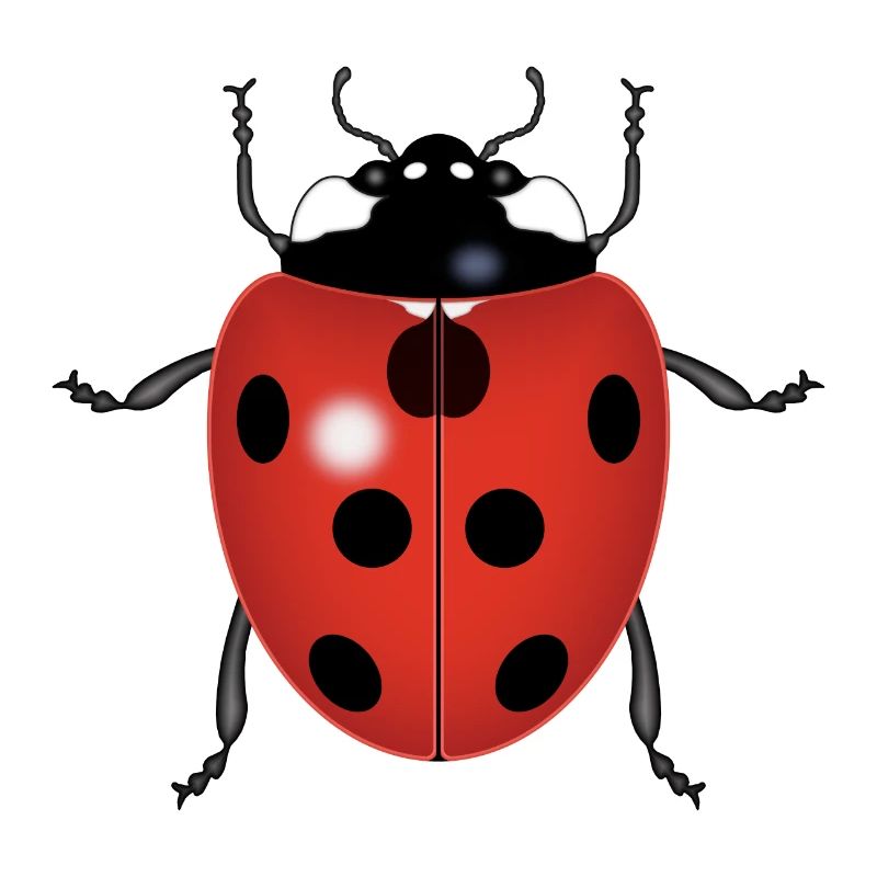 LADYBUG