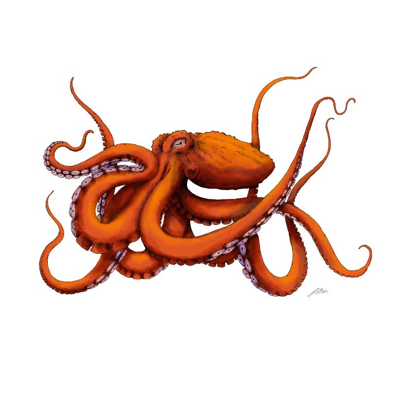 GIANT PACIFIC OCTOPUS
