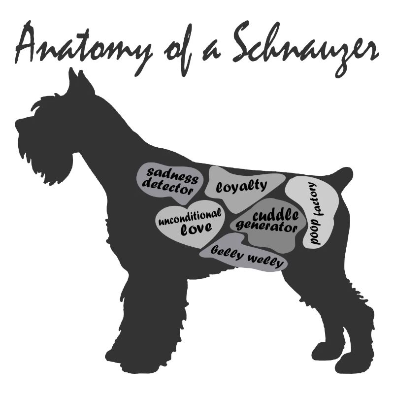 SCNAUZER Anatomie