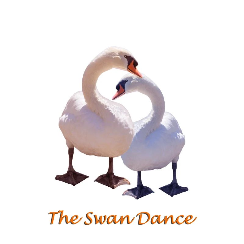 swan