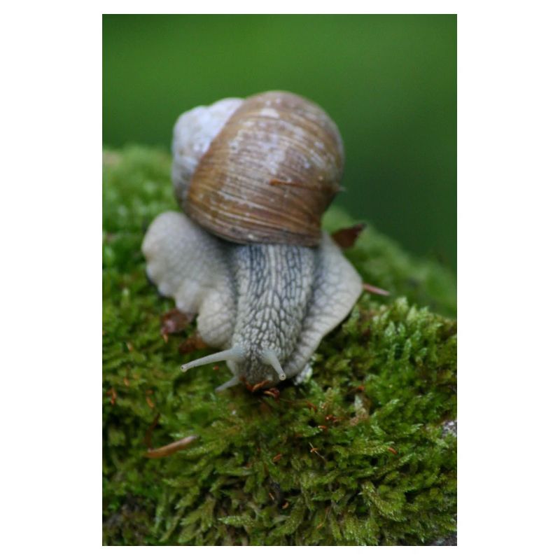 Escargot sur mousse – gros plan