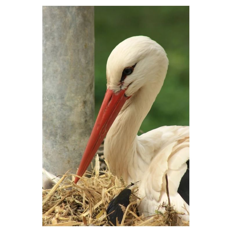 Storch im Nest