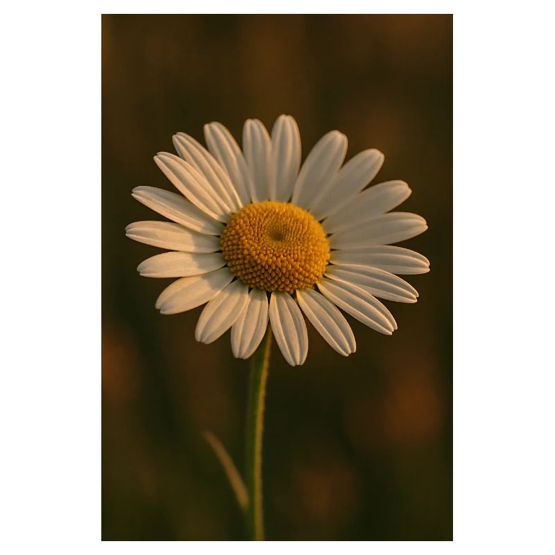 Natur - Blumen - Gänseblümchen
