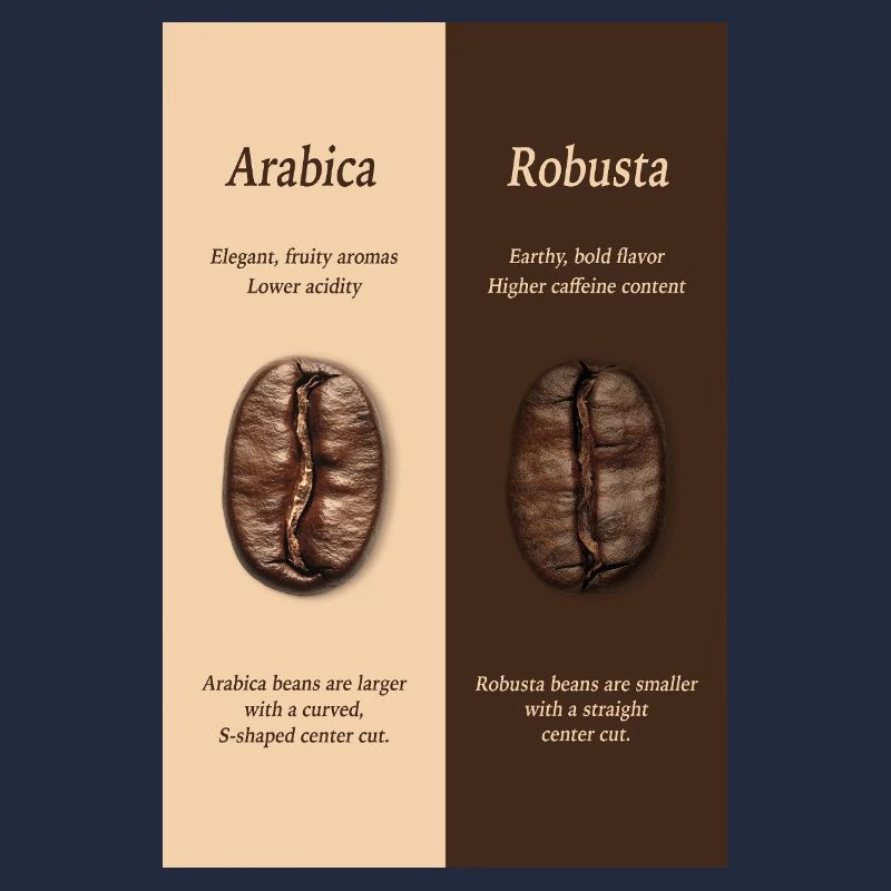 Affiche du guide du café Arabica vs Robusta