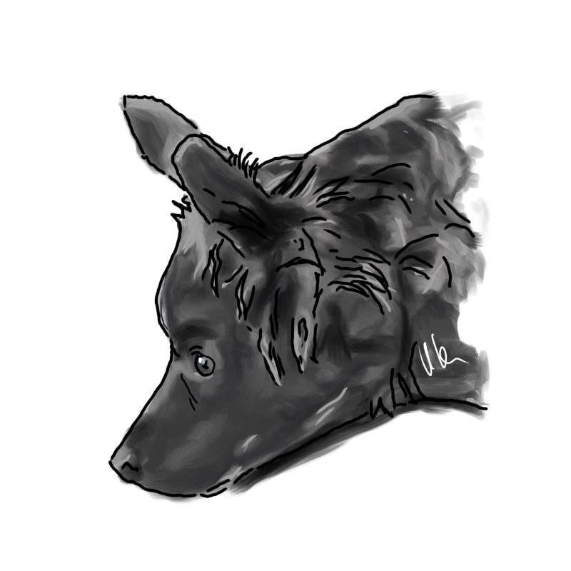 Australian Shepherd