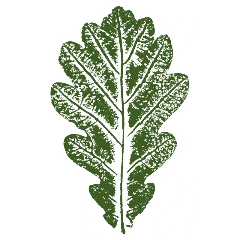 Feuille de chêne / Feuilles Design