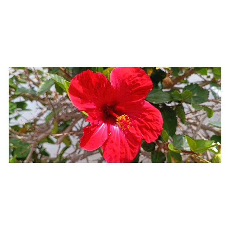 Fleur canarienne