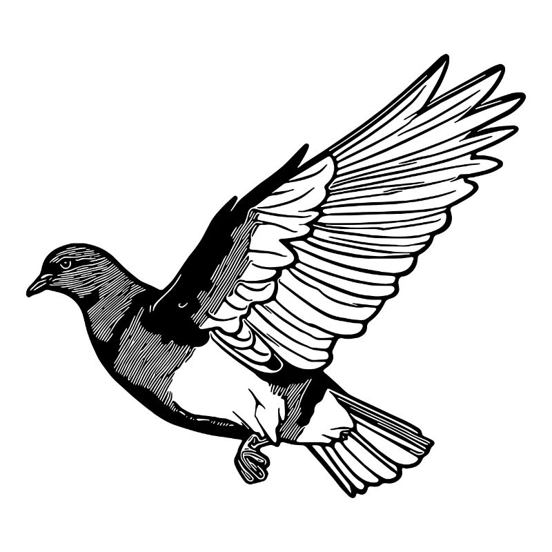 Hübsche fliegende Taube auf breiten Schwingen