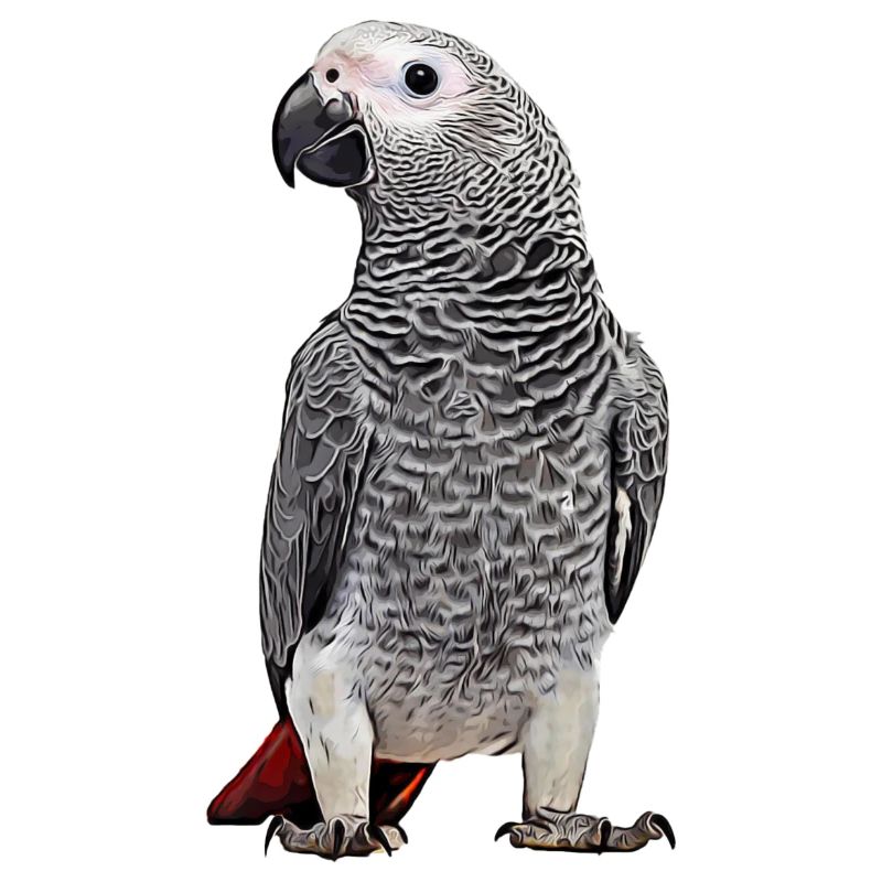 African grey parrot