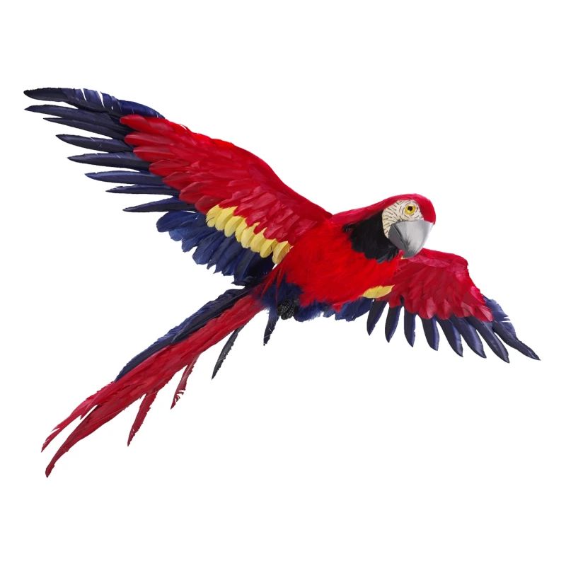 perroquet perroquet oiseau vogel1
