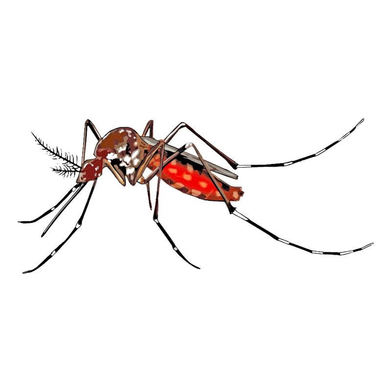 mosqui 2