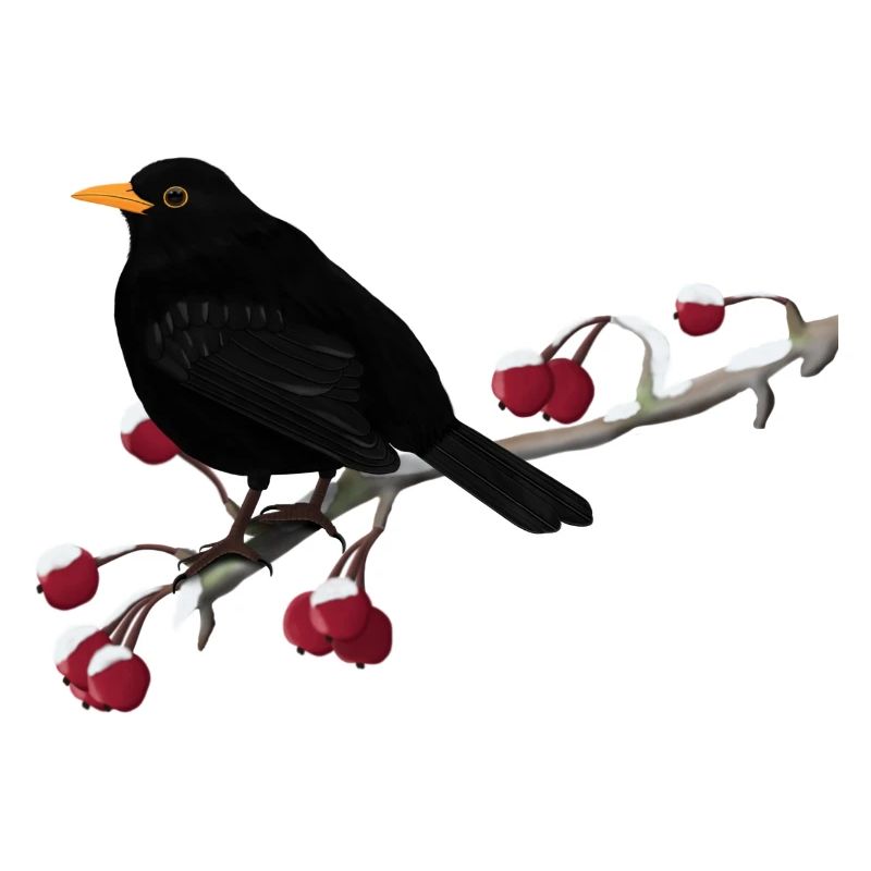 Oiseau noir sur une branche ornithologue