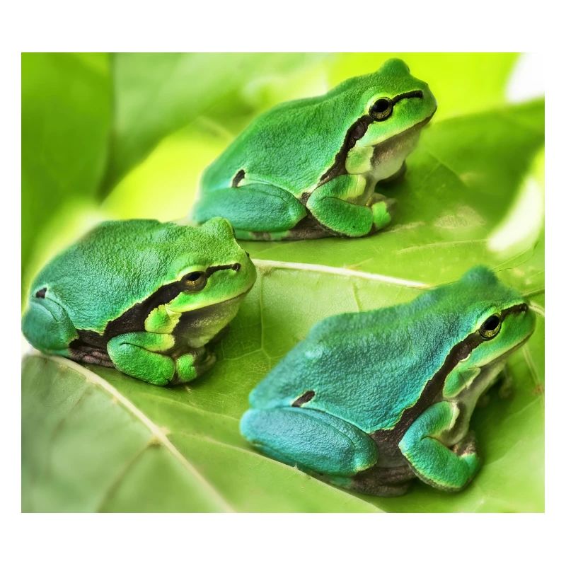 The three green tree frogs
