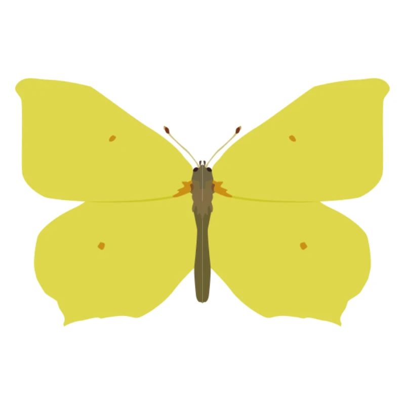 Papillons : Le papillon citron