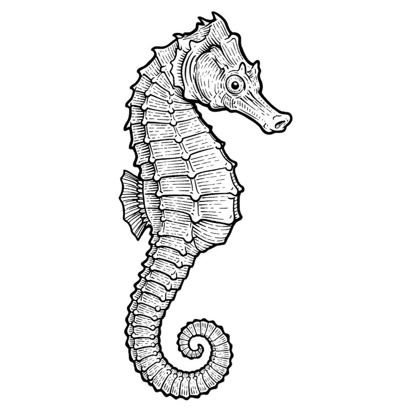 Seepferdchen