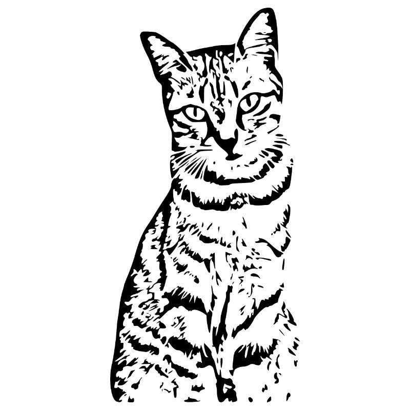 Chat Chaton Tigre Chat Chat Chat Cadeau